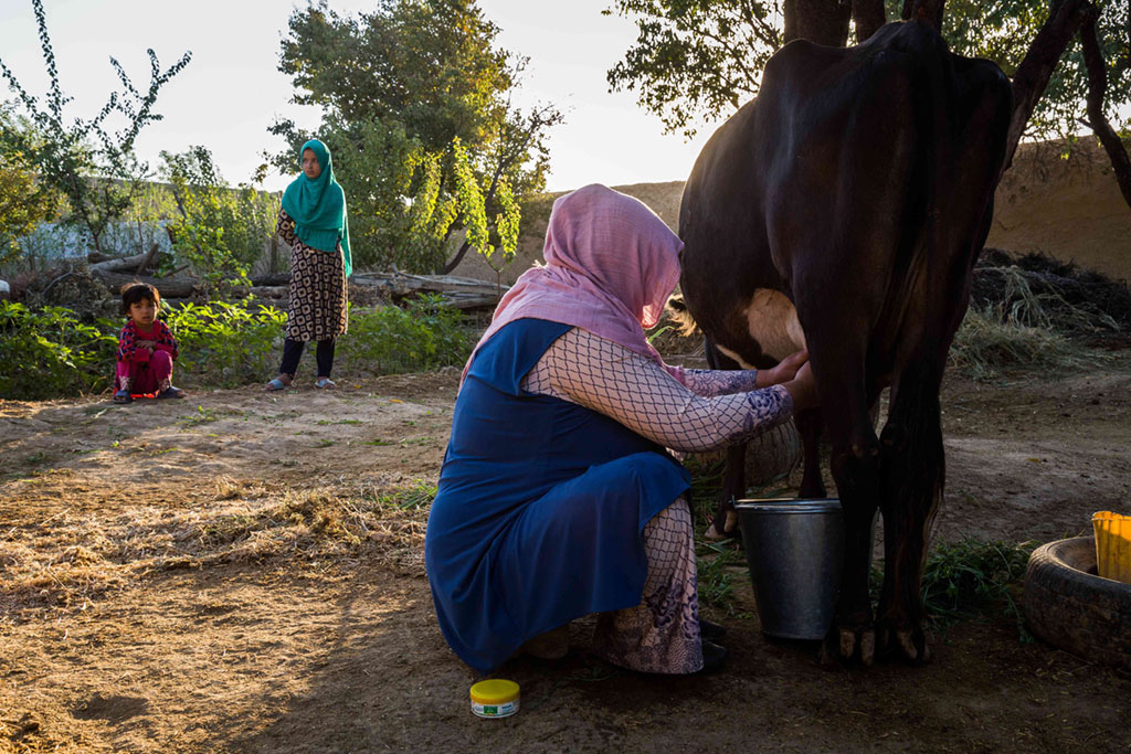 Dairy farmers collect milk.